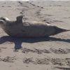 Video: Up Close & Personal With A Sunbathing Seal In Queens